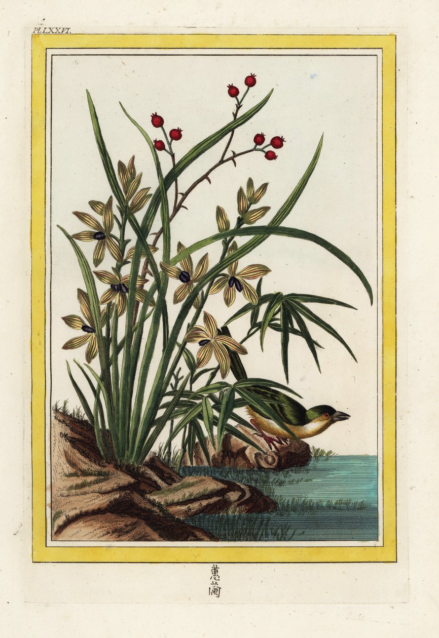 A kínai Elleborin. Helleborine orchidea, Cephalanthera longifolia. Pierre Joseph Buchoz kézzel készített színes metszete "Értékes és illuminált gyűjtemény a legszebb és legkülönösebb virágokról, amelyeket mind a kínai, mind az európai kertekben termesztene alkotó: Unbekannter Künstler