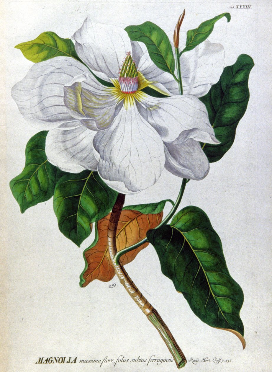 A Magnolia alkotó: Unbekannter Künstler