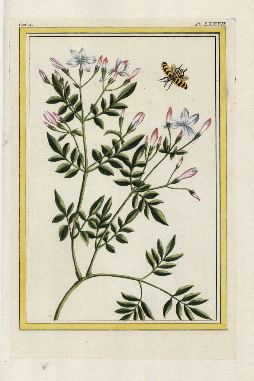 A spanyol jázmin. Spanyol jázmin, Jasminum grandiflorum. Kézi színes metszet Pierre Joseph Buchoz "Értékes és illuminált gyűjtemény a legszebb és legkülönösebb virágokról, amelyeket mind a kínai, mind az európai kertekben termesztenek, Párizsban. alkotó: Unbekannter Künstler