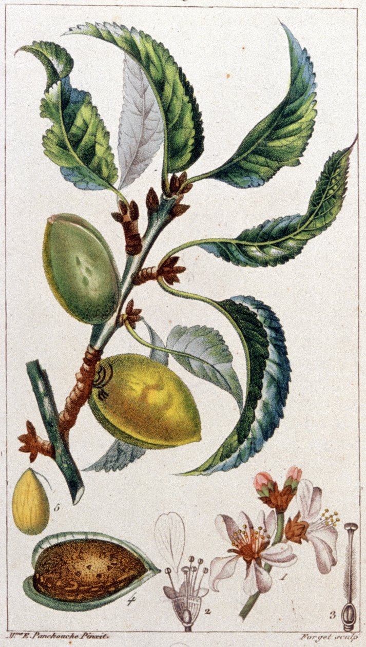 A mandulafa, 1801-1850 körül (metszet) alkotó: Unbekannter Künstler