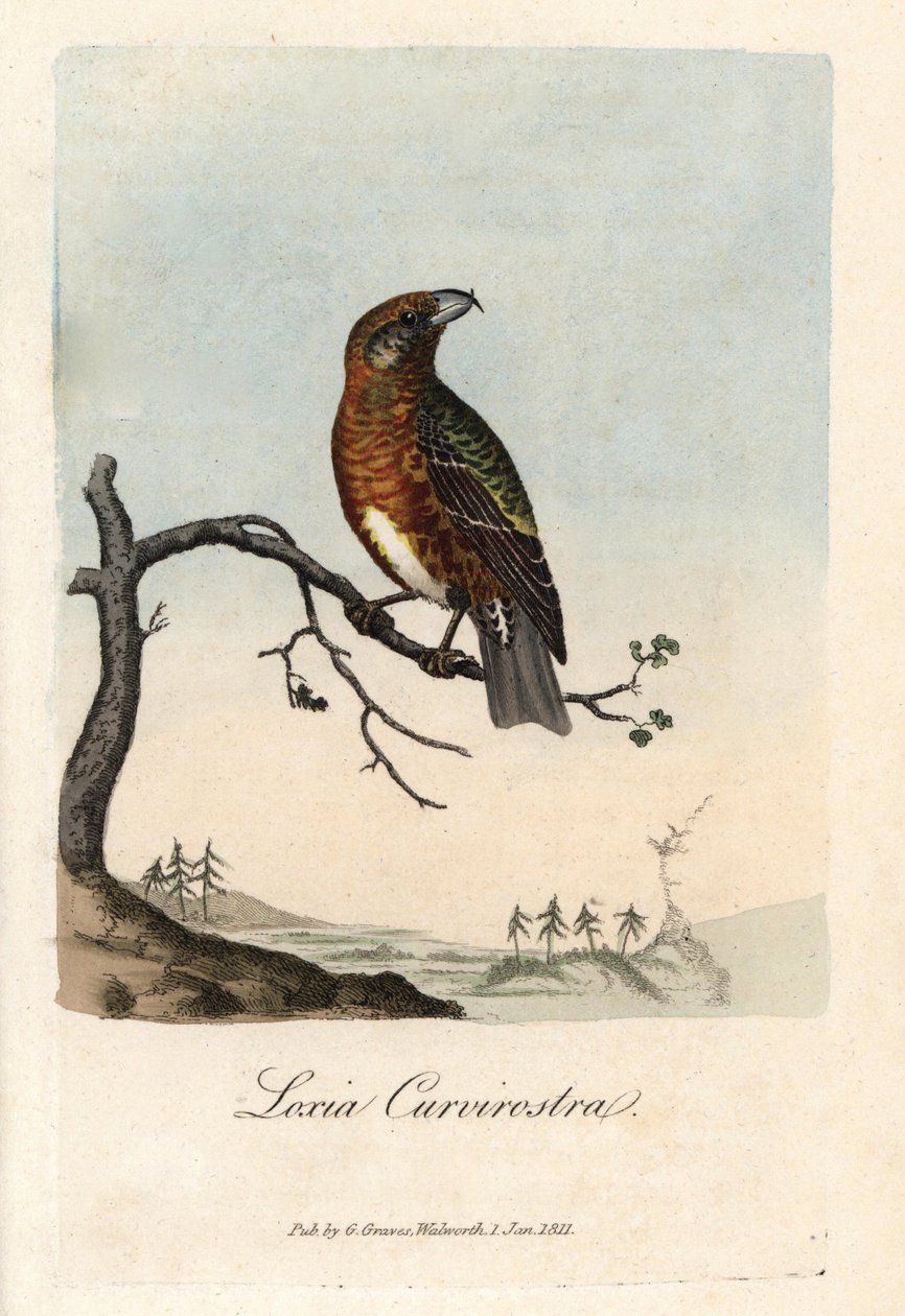 A törvényjavaslat fenyőfákat keresztez. George Graves színes rézmetszete a British Ornithology-ban. alkotó: Unbekannter Künstler