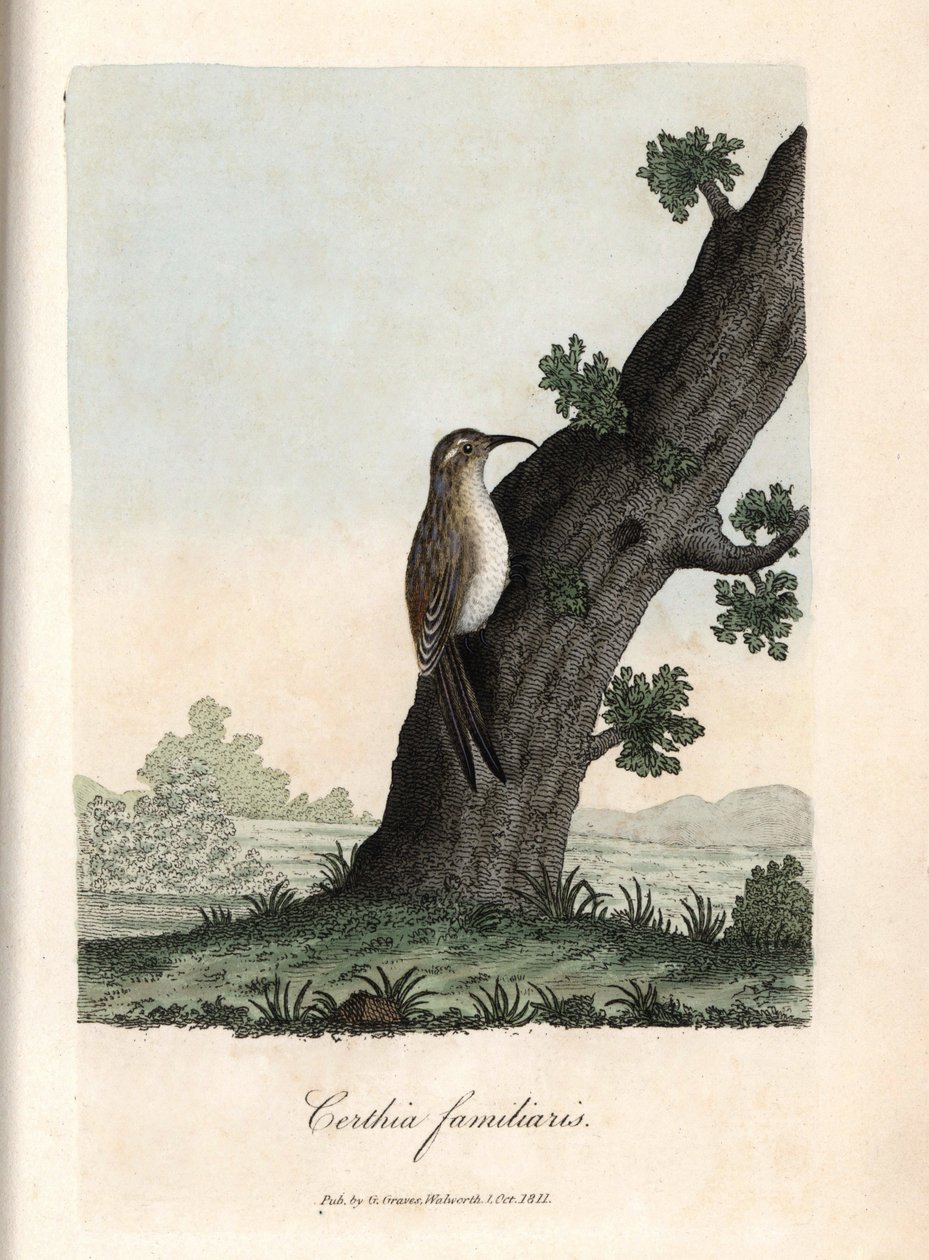 Az erdő hegymászója. George Graves színes rézmetszete, a British Ornithology-ban. alkotó: Unbekannter Künstler