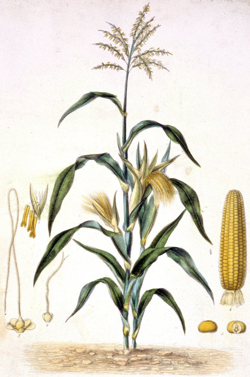 A kukorica, 1880-1900 körül (metszet) alkotó: Unbekannter Künstler
