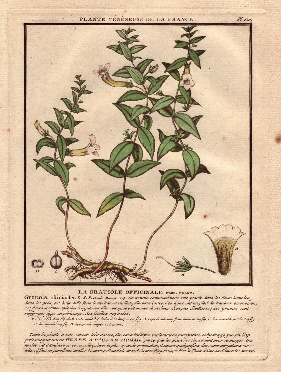 A gratiole officinale (Gratiola officinalis). Vénás növény, a növény, a szár, a levelek, a virágok és a gyökerek leírása. A kehely, a porzó és a kapszula részletei. Eau forte en couleurs 18. század, in Herbier de la France (1780-1793), rajz, metszet és p alkotó: Unbekannter Künstler