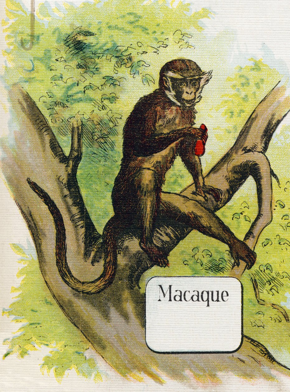A makákó. Metszet "ABC L