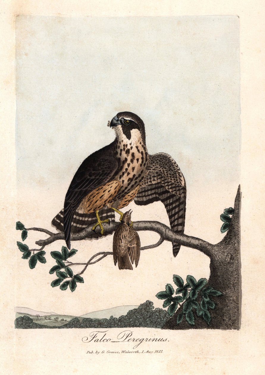 A pelerine sólyom. George Graves színes rézmetszete, a British Ornithology-ban. alkotó: Unbekannter Künstler