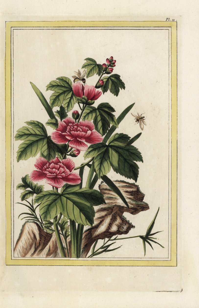 A lila fának megtestesült virágai vannak. Rózsa mályva, Hibiscus syriacus. Kézi színes metszet Pierre Joseph Buchoz-tól "Értékes és illuminált gyűjtemény a legszebb és legkülönösebb virágokról, amelyeket mind a kínai, mind az európai kertekben termesztenek alkotó: Unbekannter Künstler