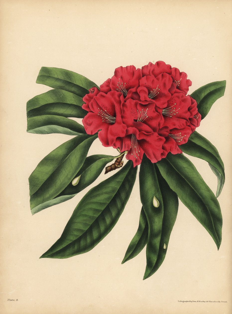 A piros virágú fa Rhododendron, Veszély alkotó: Unbekannt