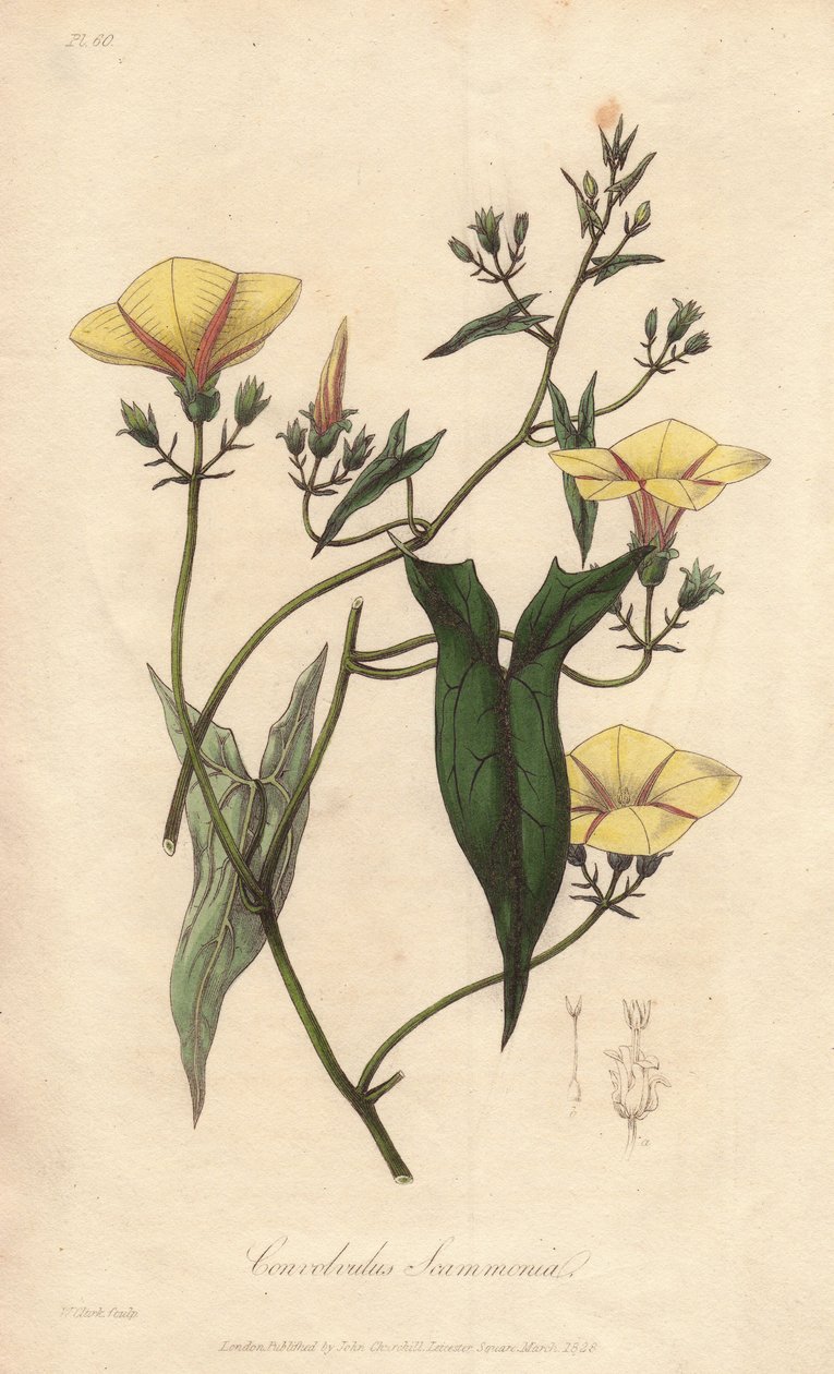 A scammonee (Convolvulus scammonia) - Erős víz William Clarke által, John Stephenson és James Morss Churchill "Medical Botanical, Description of the Medicinal Plants of London, Edinburgh, and Dublin" című művének illusztrálására, melyet Londonban John Chur alkotó: Unbekannter Künstler