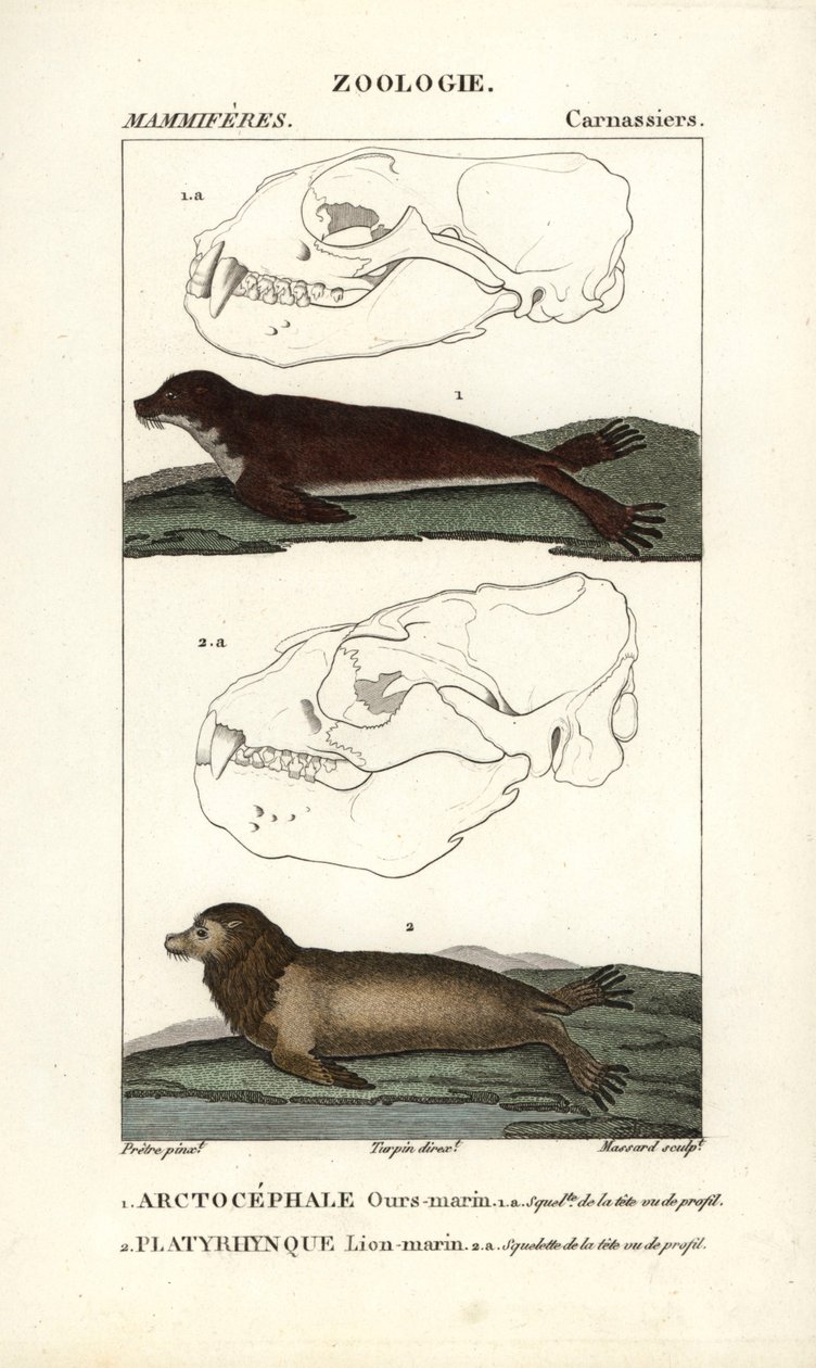 A tengeri medve vagy északi fóka (arctocephale) és a tengeri oroszlán (platyrhynque) - Eau forte, Jean Gabriel Pretre (1780-1845), Carnonkel metszete, Frederic Cuvier Természettudományi szótárának emlősök című művéhez, szerkesztette Pierre Jean Fr. alkotó: Unbekannter Künstler