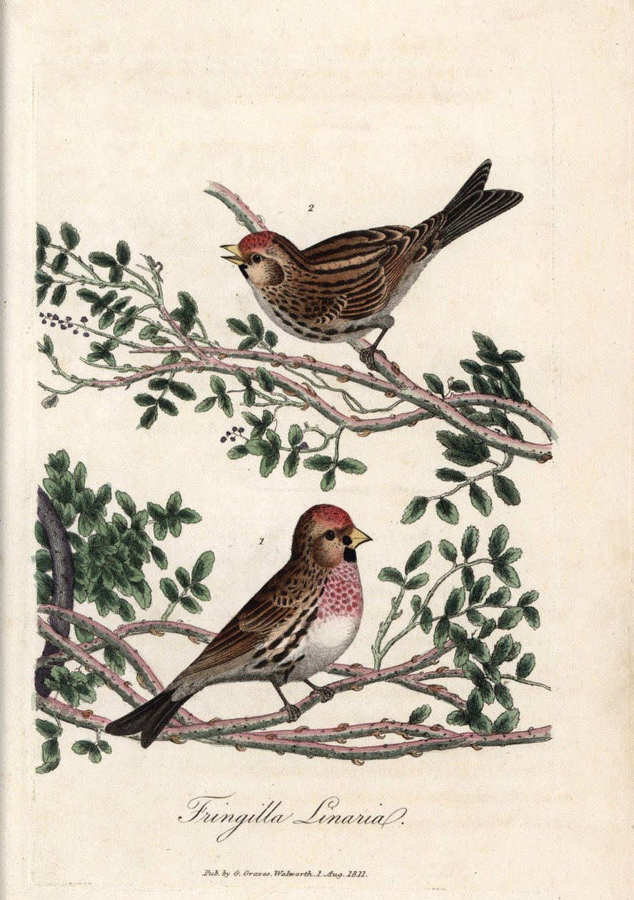 A sizerin vagy kis linotte. George Graves színes rézmetszete a British Ornithology-ban. alkotó: Unbekannter Künstler