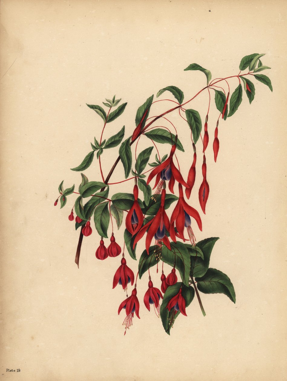 A karcsú és gömbölyű fukszia, Fuchsia magellanica, Íz alkotó: Unbekannt