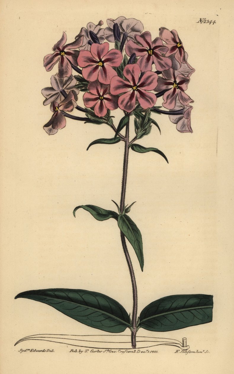 Vastaglevelű flox, Phlox carolina (durva szárú lychnidea) alkotó: Unbekannt