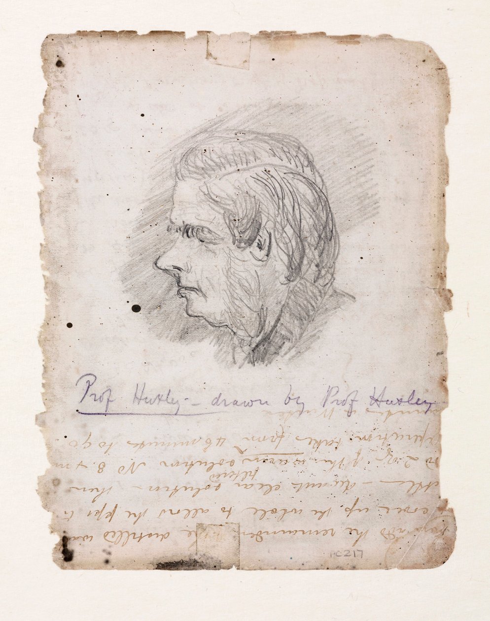 Thomas Henry Huxley, angol biológus, 19. század közepe-vége alkotó: Unbekannt