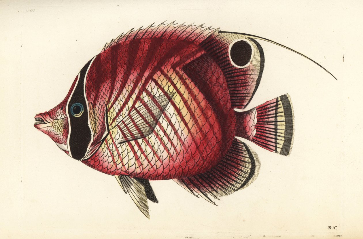 Cérnametsző pillangóhal, Chaetodon auriga (Vörös csíkos cérnametsző, Chaetodon setifer). Az illusztrációt Richard Polydore Nodder rajzolta és metszette. Kézzel színezett rézmetszet George Shaw és Frederick Nodder The Naturalist