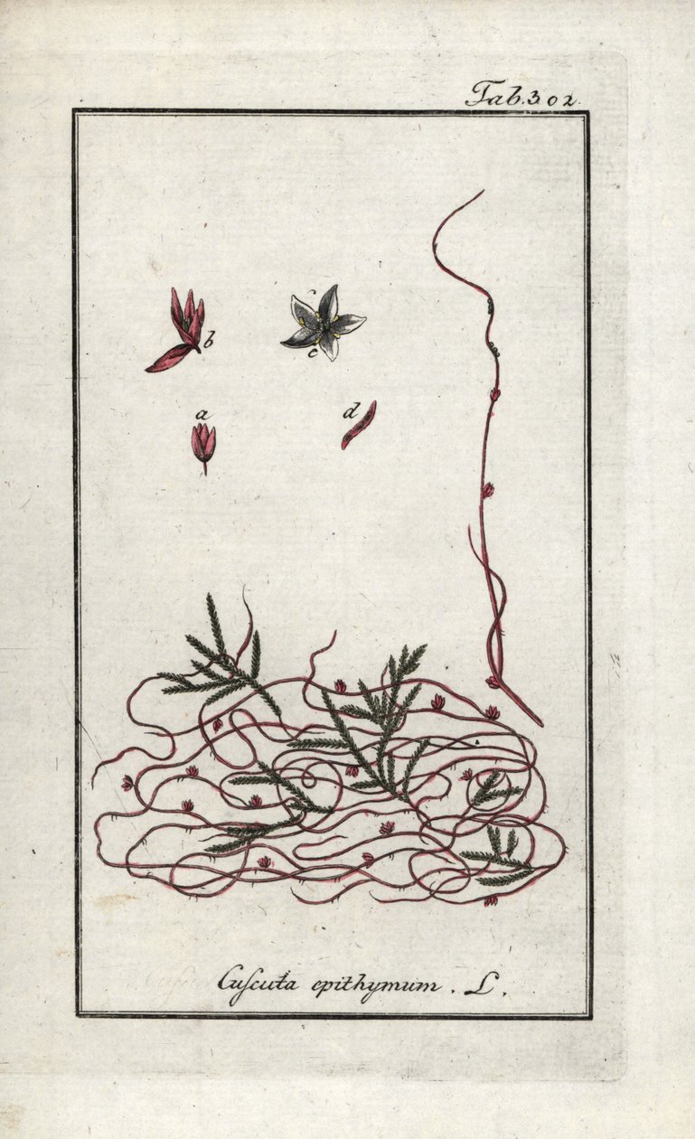 Kakukkfű- vagy kisvirágú kakukkfű (Cuscuta epithymum). Litográfia Johannes Zorn (1739-1799) "Afbeelding der Artseny-Gewassen" című művéből, Hollandia. alkotó: Unbekannter Künstler