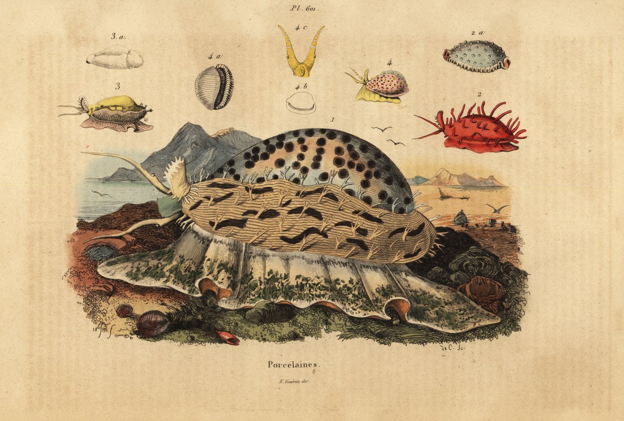 Tiger cowrie, Cypraea tigris 1, ráncos cowrie, Nucleolaria nucleus 2, money cowrie, Monetaria moneta 3 és Ellatrivia merces 4, Porcelaines alkotó: Unbekannt