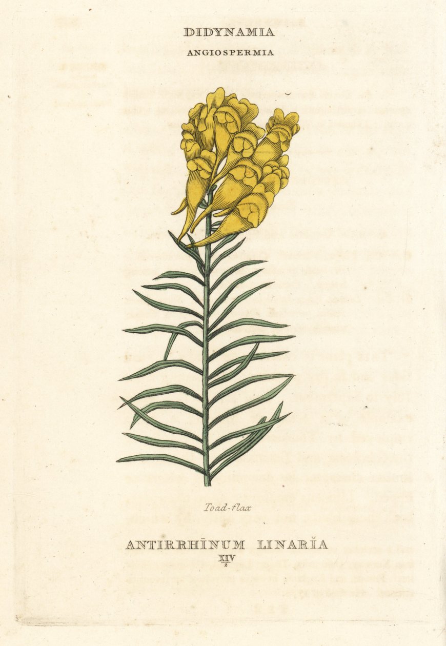 Varangyvirág, Linaria vulgaris (Antirrhinum linaria). Kézi rézmetszet Richard Duppa illusztrációja után a The Claves and Orders of the Linnaean System of Botany, Longman, Hurst, London című művéből. alkotó: Unbekannter Künstler