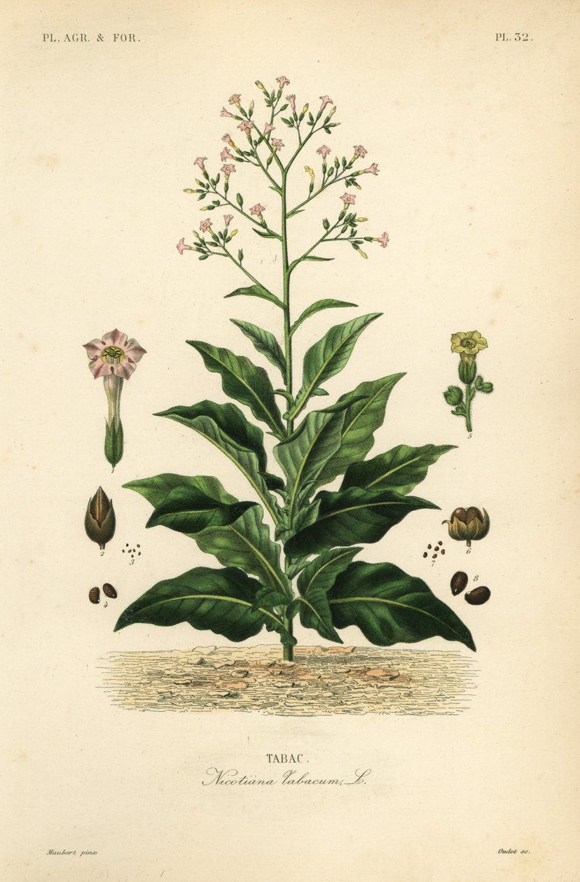 Dohánynövény, Nicotiana tabacum, Tabac alkotó: Unbekannt