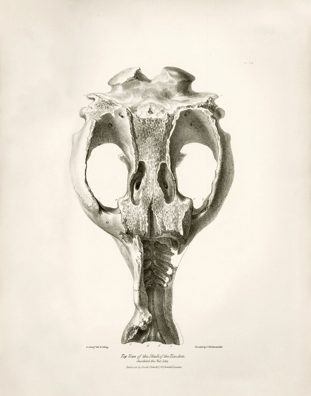 Toxodon Crane, egy őskori állat, amelyet Charles Darwin az uruguayi Montevideo közelében talált a Beagle fedélzetén tett felfedezőútja során. A H.M.S. Beagle Fitzroy kapitány parancsnoksága alatt 1832 és 1836 között tett útjának zoológiája szerkesztette és alkotó: Unbekannter Künstler
