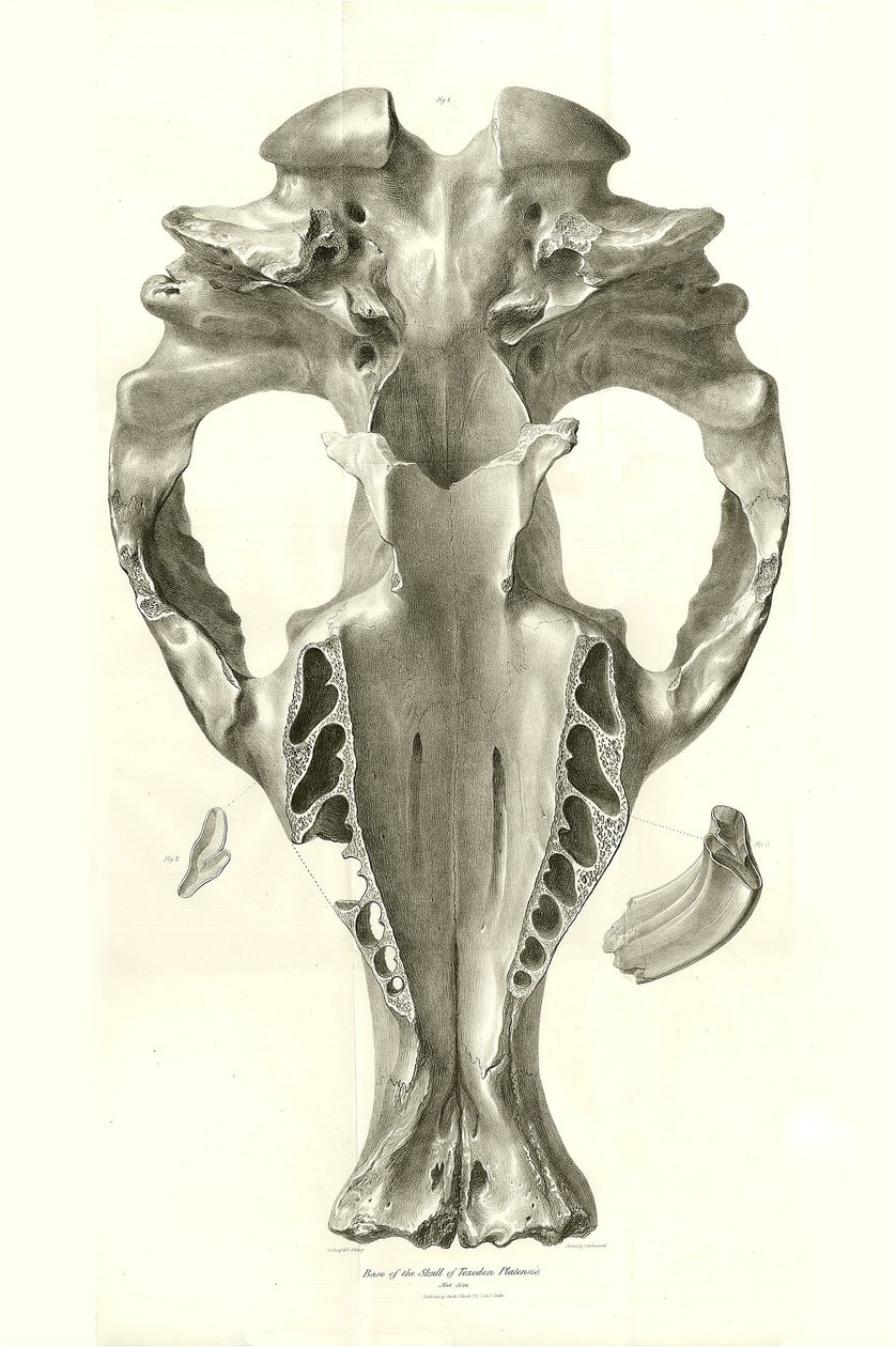 Toxodon Crane, egy őskori állat, amelyet Charles Darwin az uruguayi Montevideo közelében talált a Beagle fedélzetén tett felfedezőútja során. A H.M.S. Beagle Fitzroy kapitány parancsnoksága alatt 1832 és 1836 között tett útjának zoológiája szerkesztette és alkotó: Unbekannter Künstler