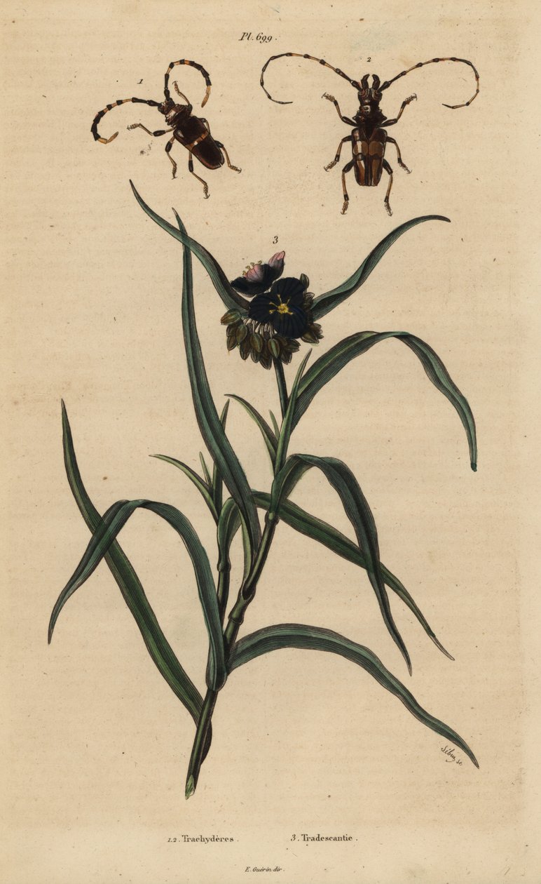 Trachyderes succinatus 1, Trachyderes mandibularis 2 és Virginia pókfű, Tradescantia virginiana 3 alkotó: Unbekannt