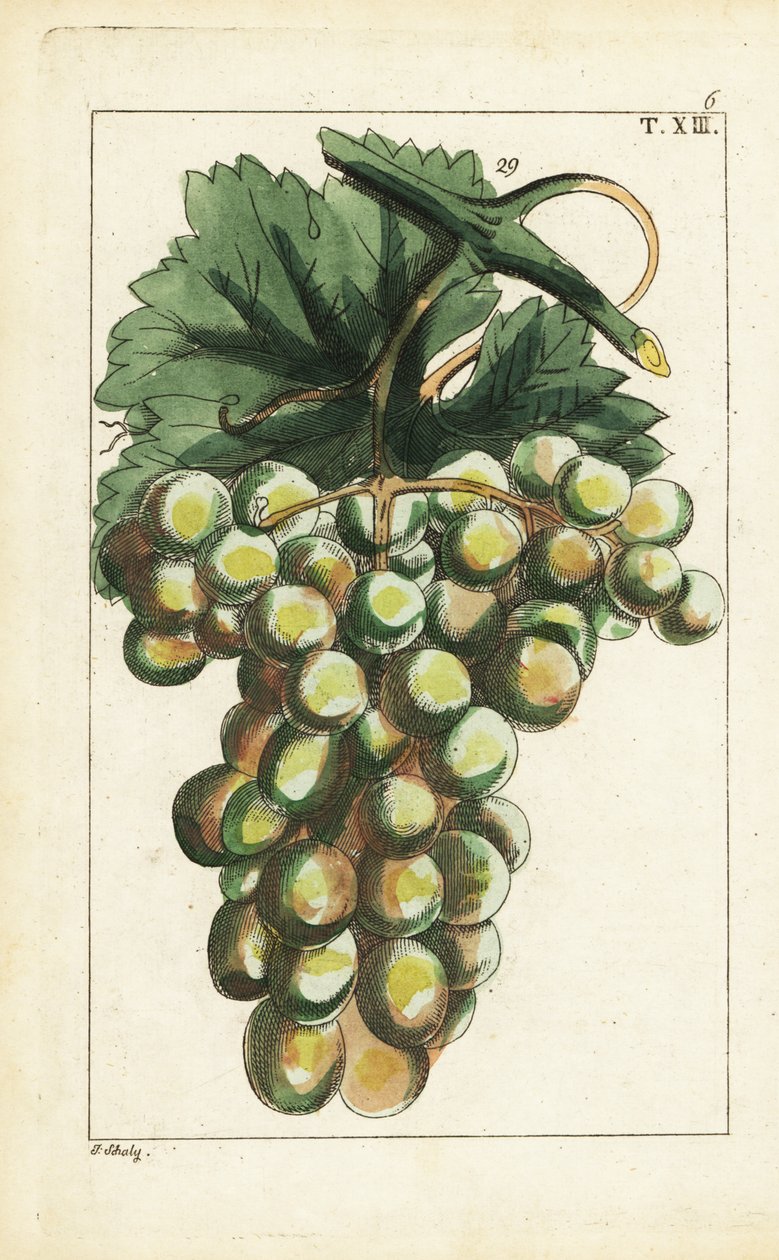 Traminar szőlőfajta, Vitis vinifera. alkotó: Unbekannter Künstler