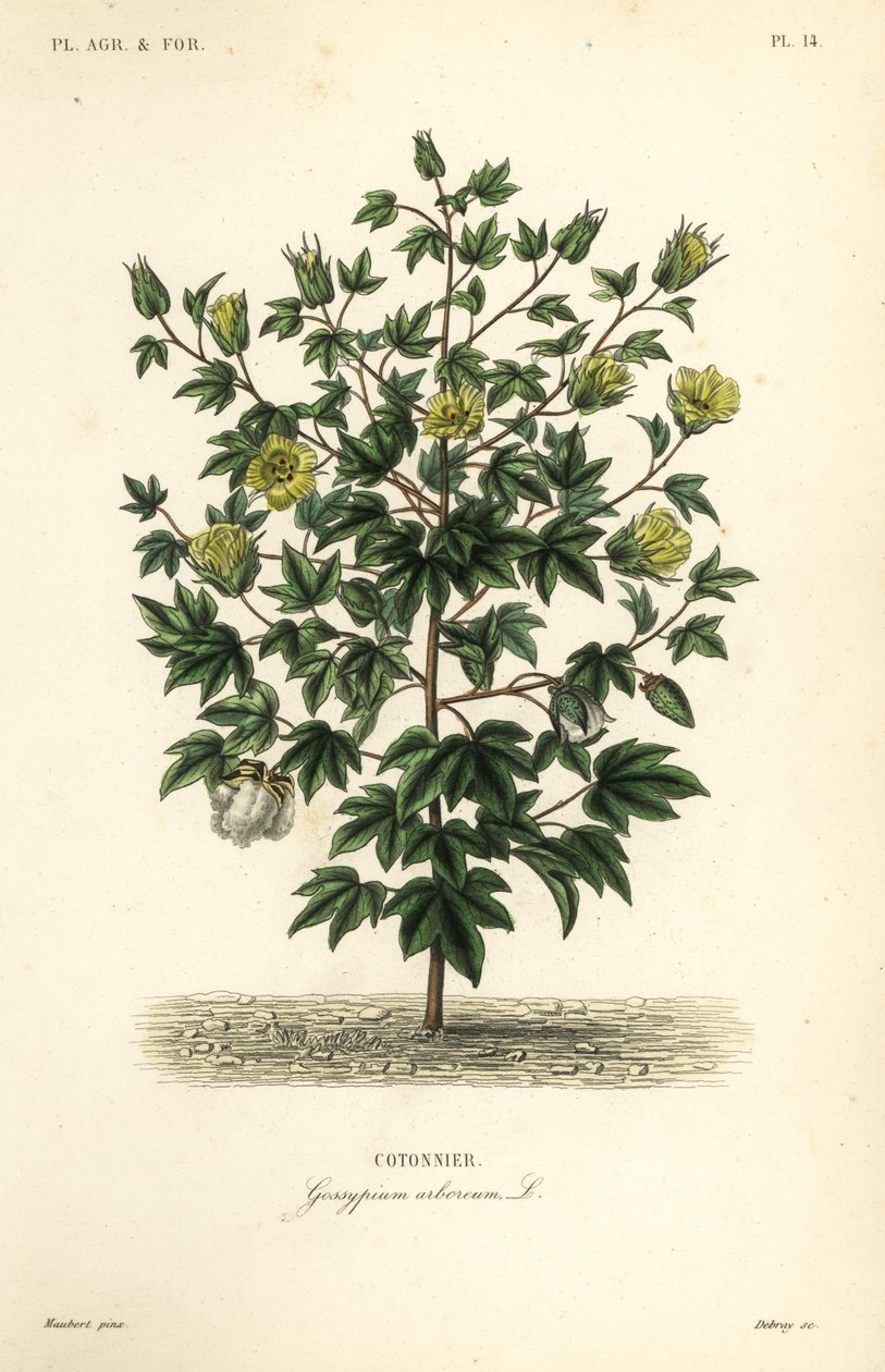 Fagyapot, Gossypium arboreum, Cotoninier alkotó: Unbekannt