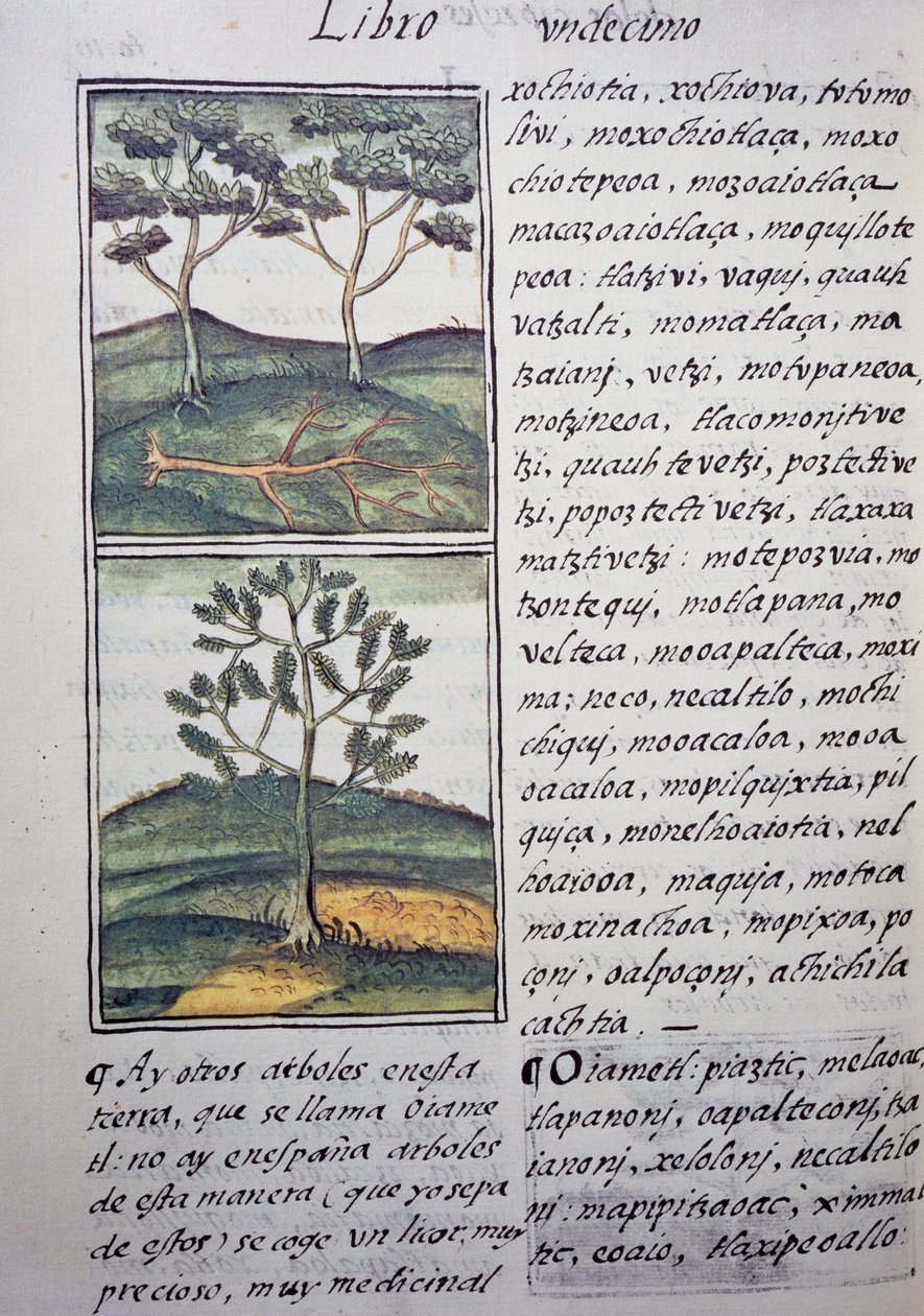Fák, vadciprusok és jegenyefenyők, oldal a firenzei kódexből, kétnyelvű változat spanyolul és nahuatl nyelven, az Új Spanyolország dolgainak általános története, Fray Bernardino de Sahagun (1499-1590) spanyol misszionárius. Azték civilizáció alkotó: William M. Timlin