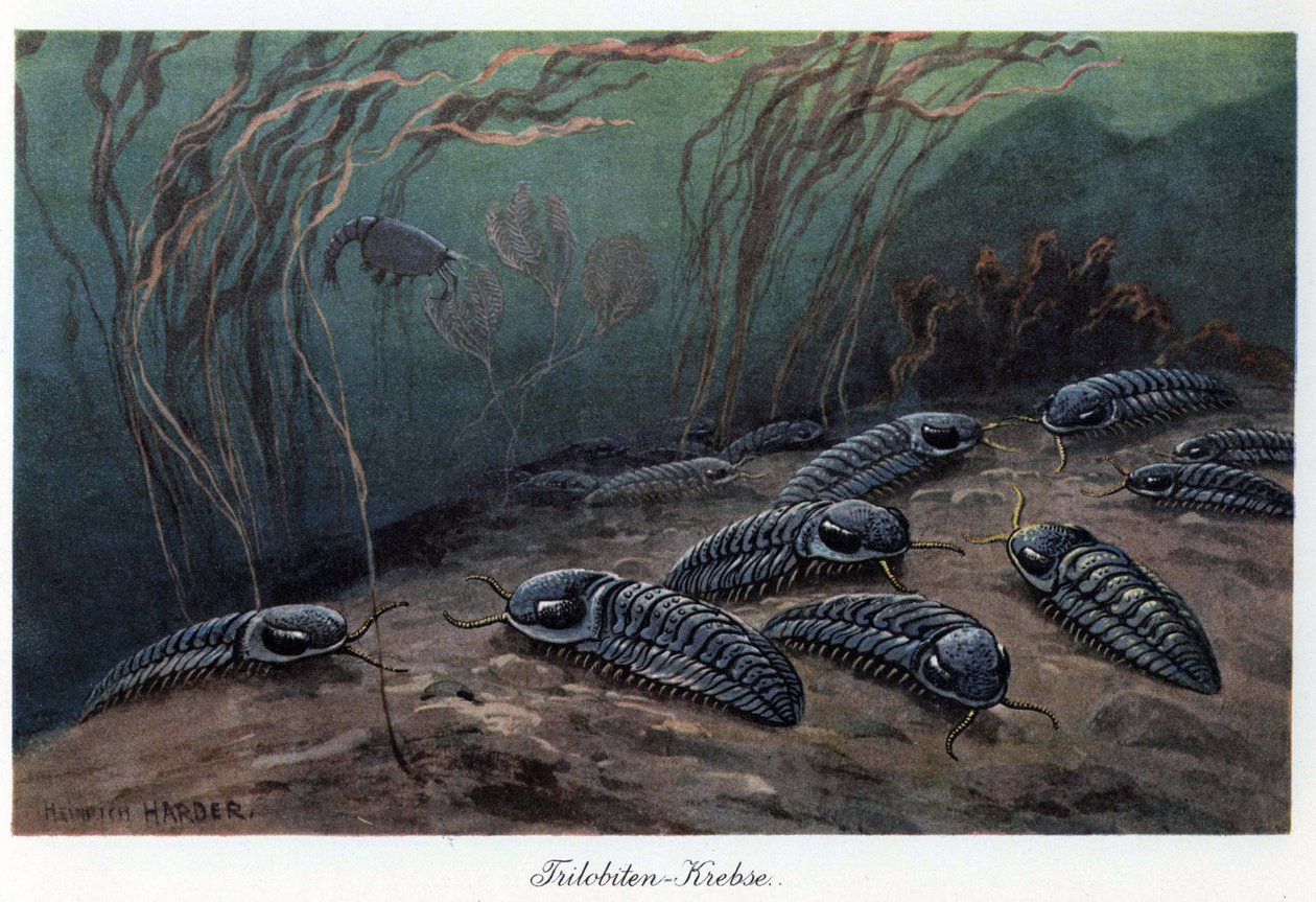 Trilobiták (három lebeny), a Trilobia családba tartozó fosszilis tengeri ízeltlábúak, amelyek a paleozoikumban (primer korszak), a kambriumtól a permig éltek. Heinrich Harder (1858-1935) színes illusztrációja, a "Tiere der Urwelt" (Az őskor állatai) című k alkotó: Unbekannter Künstler