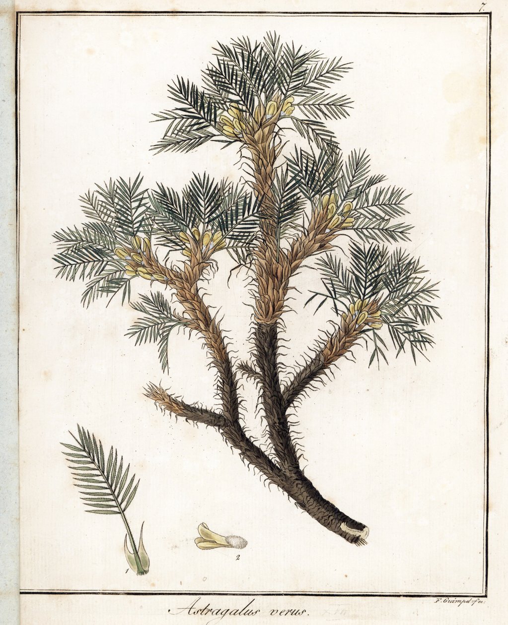 Igazi Astragalus - F. Guimpel litográfiája, Friedrich Gottlob Haynes (1763-1832) orvosi botanikájából, Berlin, kivonat. alkotó: Unbekannter Künstler