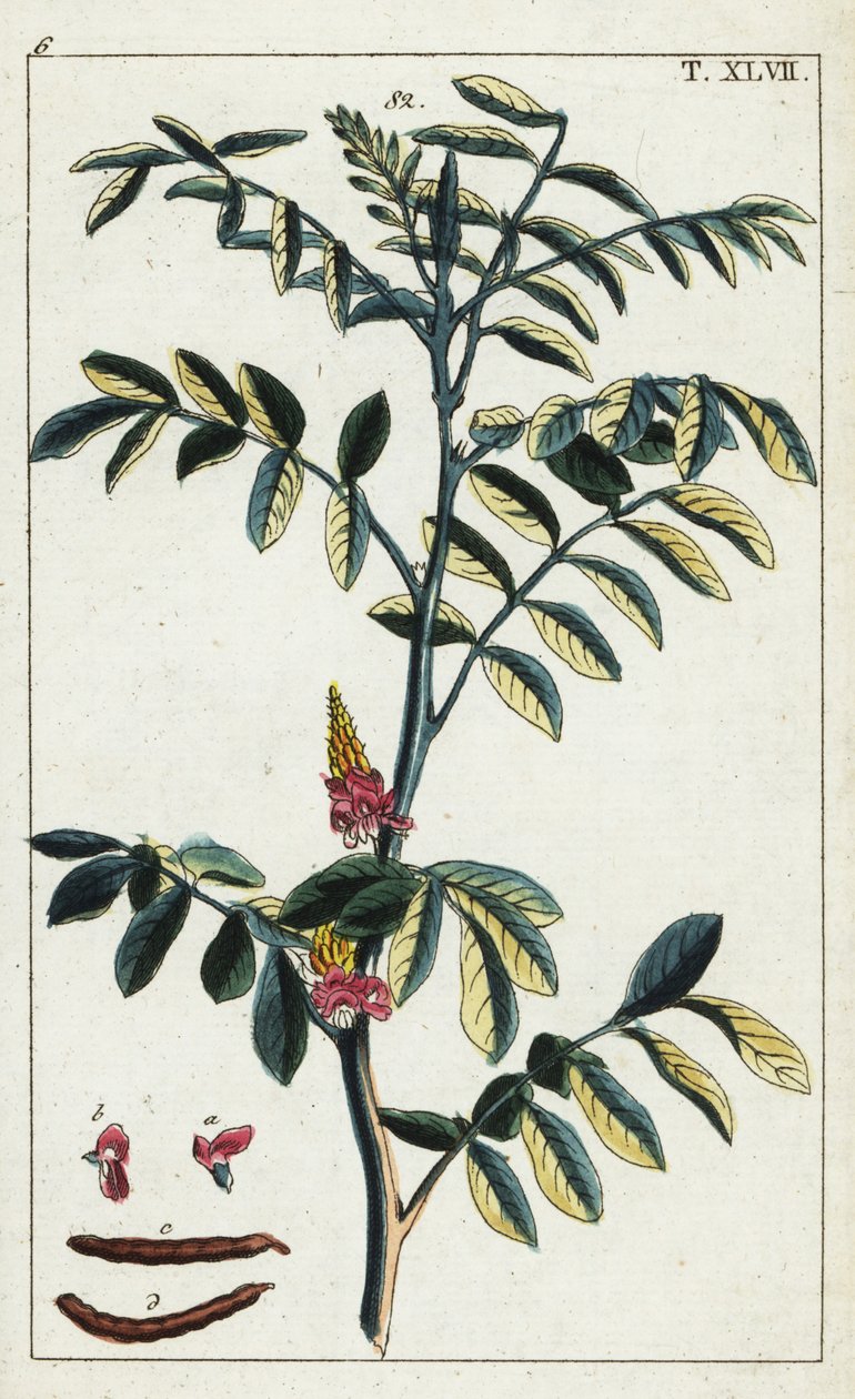 Valódi indigó, Indigofera tinctoria. alkotó: Unbekannter Künstler