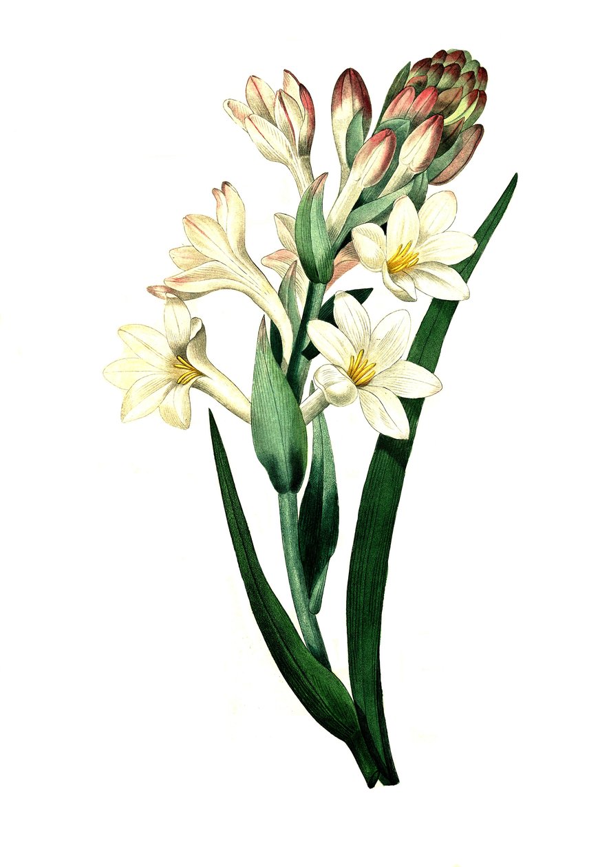 Tuberózsa, Agave amica (Agave polianthes), egy 18. századi eredeti mű digitális reprodukciója. alkotó: Unbekannter Künstler