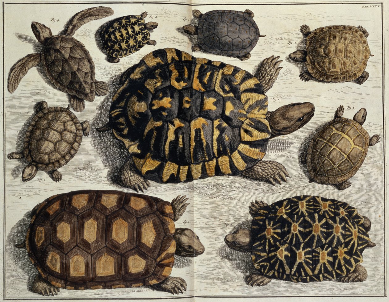 Teknősök: Albert Seba "Locupletissimi Rerum Naturalium" című művéből, 1750 körül (kézi színes metszet). alkotó: Unbekannter Künstler