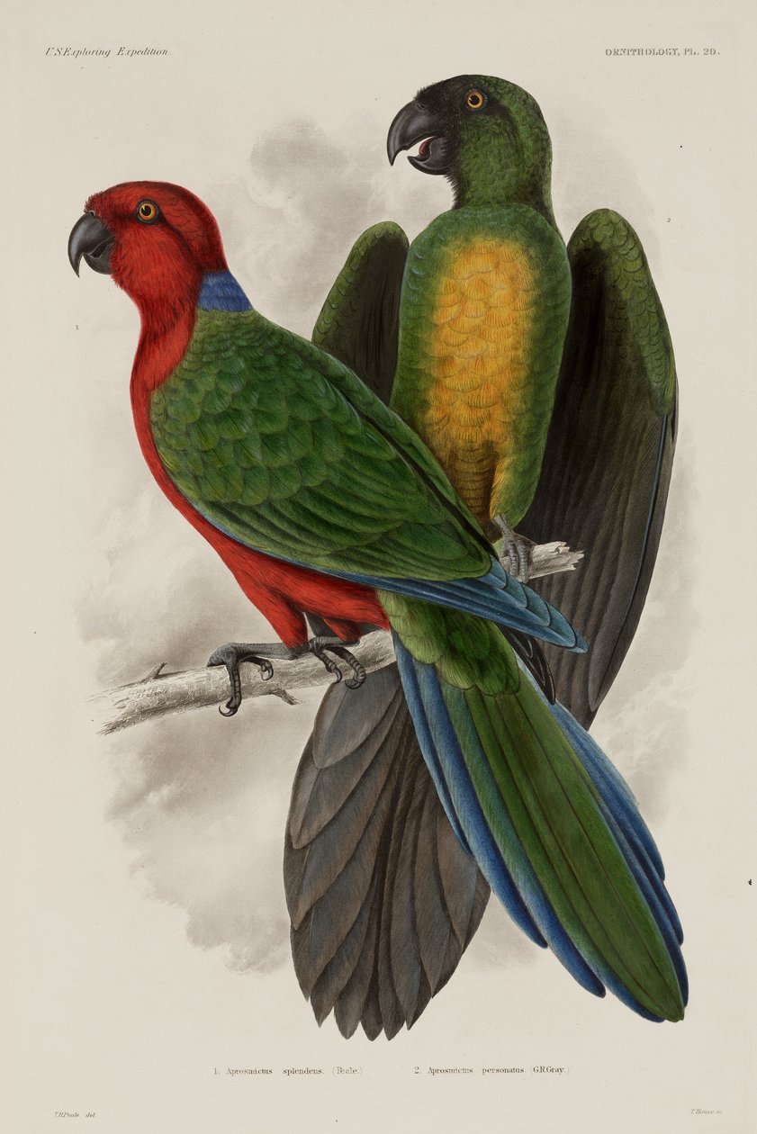 Two types of parrot, Fiji   1377284   hu       hungarian Successfully Translated  Original: Der Schatzbehalter: Moses Found by Pharaohs Daughter (recto) Translat: Der Schatzbehalter: Moses Found by Pharaoh