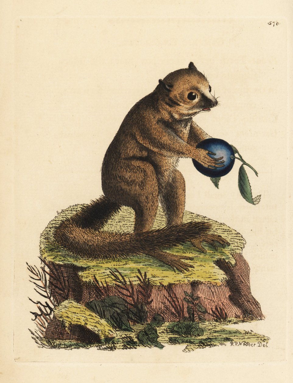 Ismeretlen bokormaki vagy egérmaki faj (Minute lemur, Lemur minutus). Az illusztrációt Richard Polydore Nodder rajzolta és metszette. Kézzel színezett rézmetszet George Shaw és Frederick Nodder The Naturalist