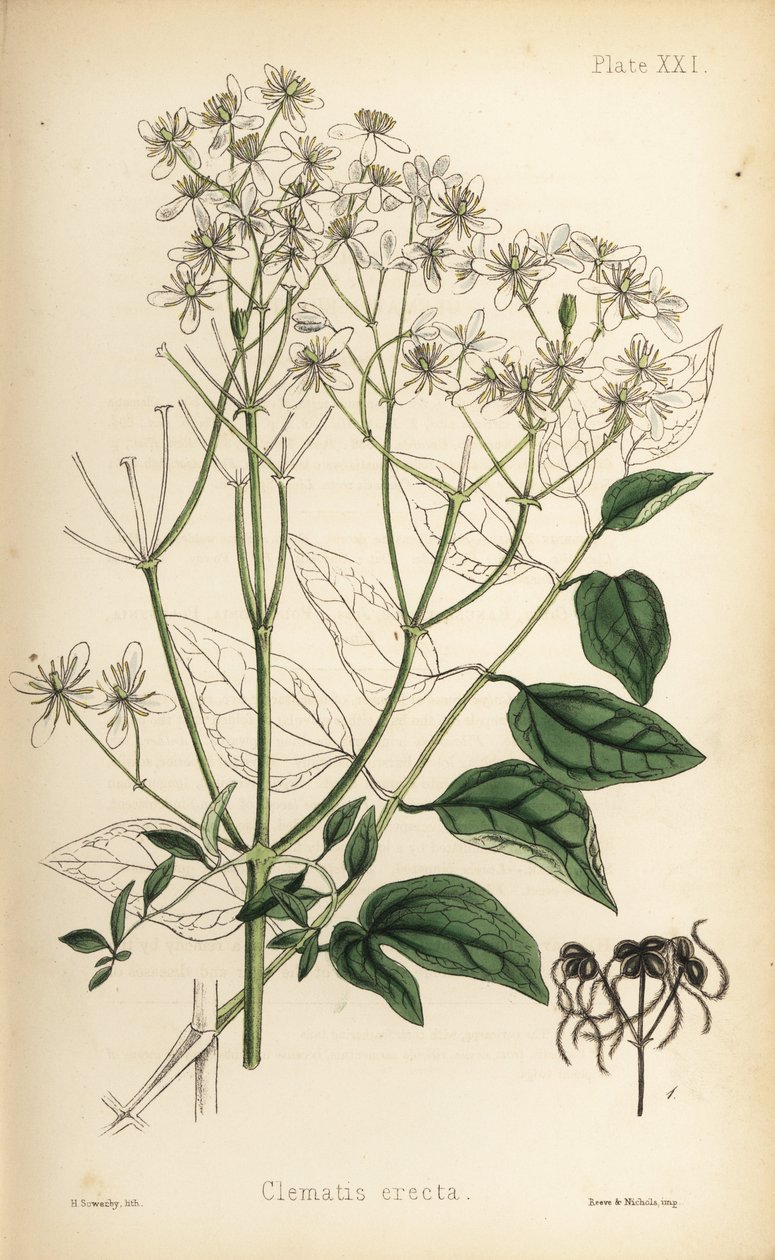 Függőleges szűzbokor, Clematis recta (Clematis erecta). Henry Sowerby kézi színezésű litográfiája Edward Hamilton Flora Homeopathica című művéből, Bailliere, London. alkotó: Unbekannter Künstler