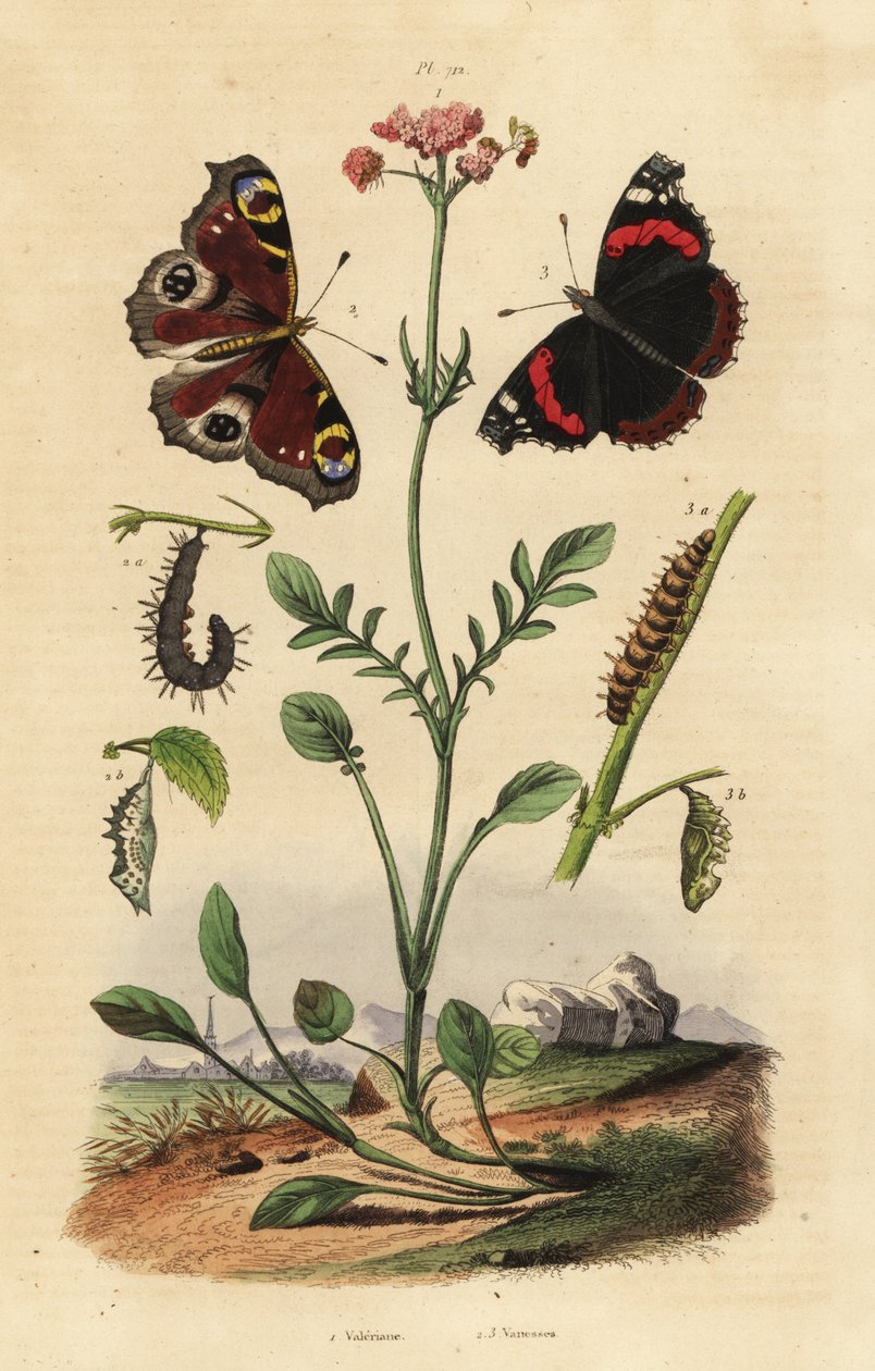 Valerian, Valeriana officinalis 1, pávalepke, Aglais io 2, vörös tengernagy, Vanessa atalanta 3 alkotó: Unbekannt