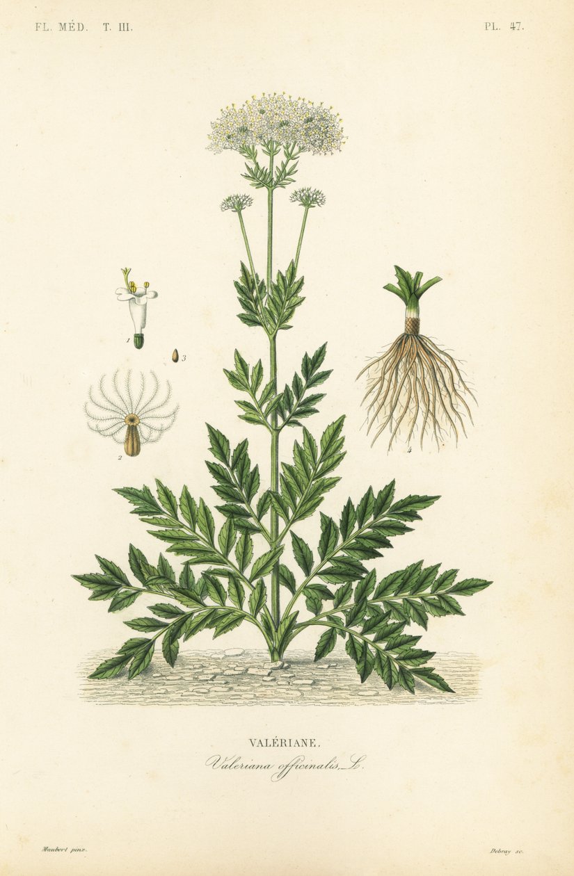 Valerian, Valerian officinalis, Valerian alkotó: Unbekannt