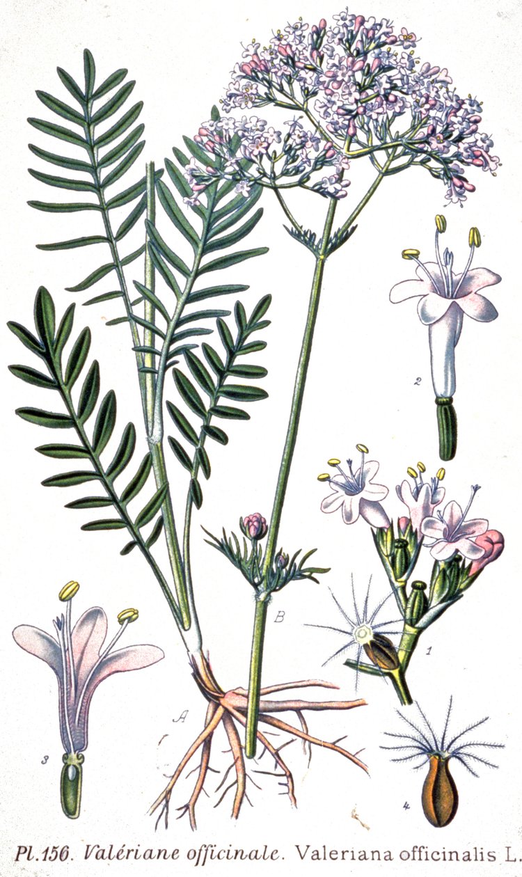 Valerian officinale, 1880-1900 körül (metszet) alkotó: Unbekannter Künstler