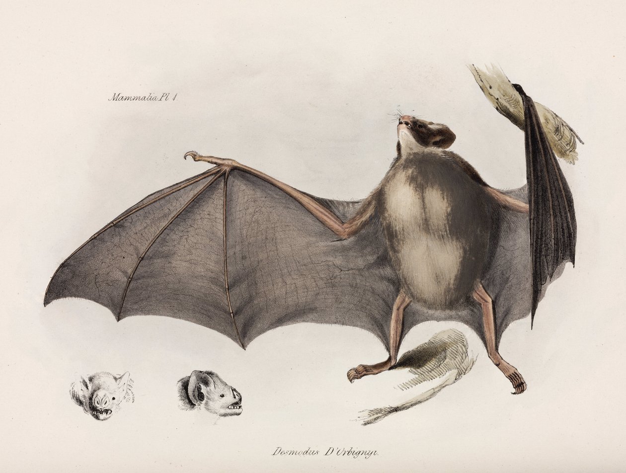 Vámpír denevér, Dél-Amerika, 1832-1836 alkotó: Unbekannter Künstler