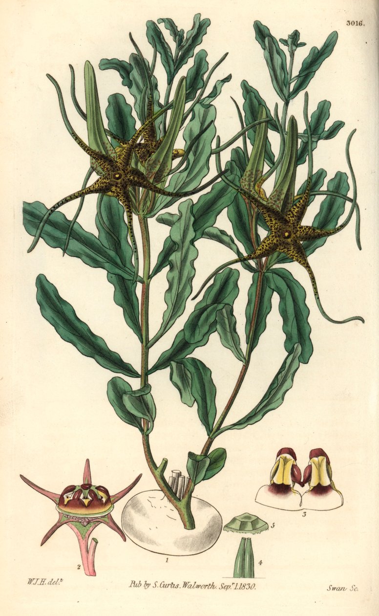 Variete by Brachystelma (Brachystelma crispum) - William Jackson Hooper (1785-1865) illusztrációja, Swan metszete, William Curtis botanikai magazinja számára. alkotó: Unbekannter Künstler