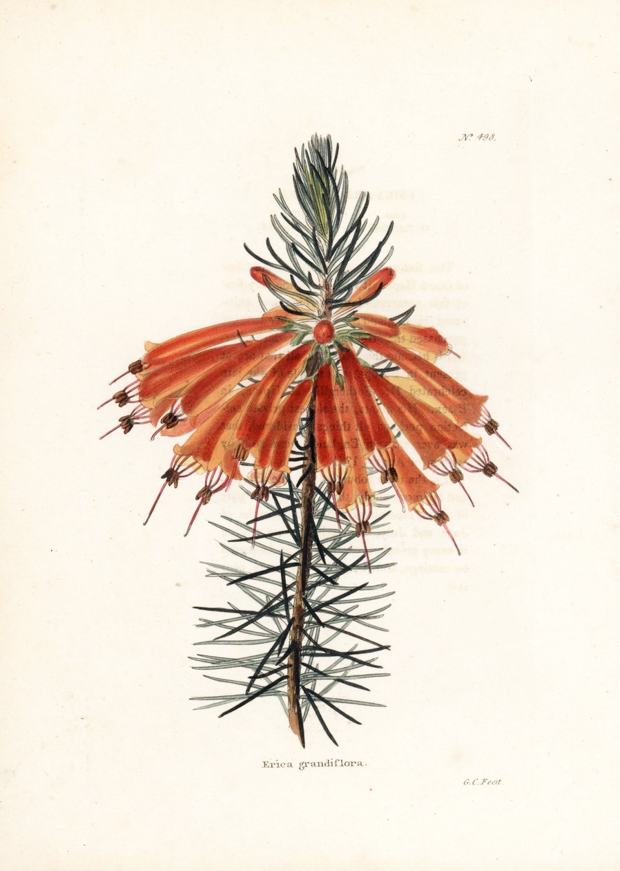 Variete de bruyere - George Cooke litográfiája, Conrad Loddiges Botanical Cabinet (1738-1826) brit folyóirat számára. alkotó: Unbekannter Künstler