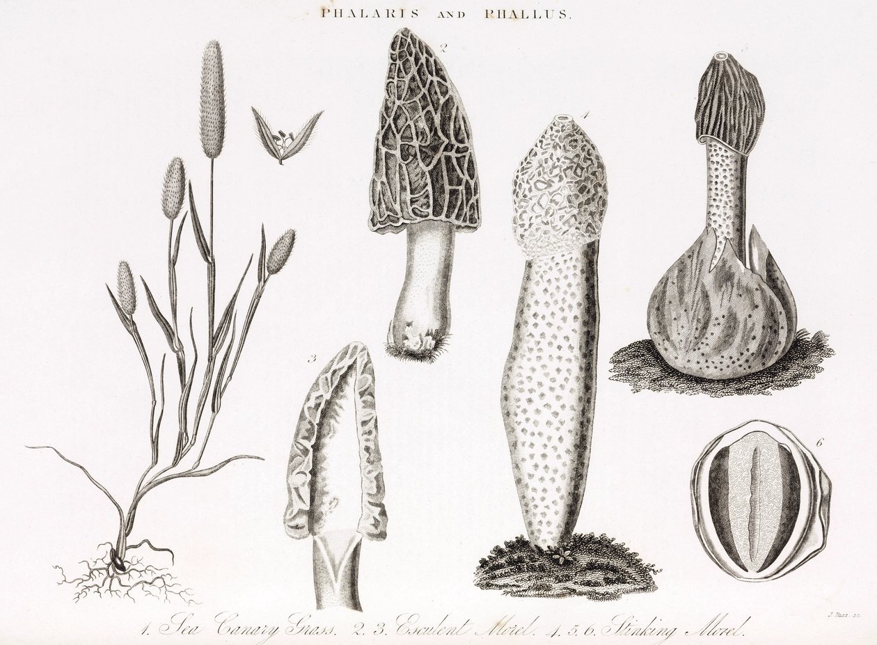 Különféle fű és vízi phallus des champignons morille alkotó: Unbekannt