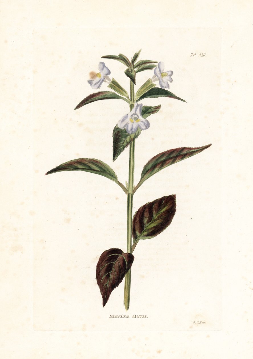 Variete de mimule - George Cooke litográfiája, Conrad Loddiges (1738-1826) brit folyóirat számára. alkotó: Unbekannter Künstler
