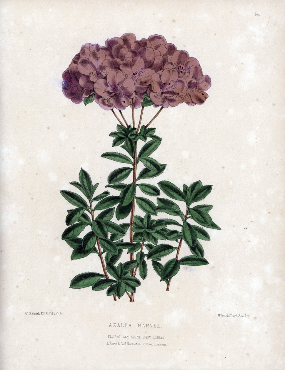 Az Azalee marvel változata, Amcena típusú kis, félig dupla virágokkal, halványlila színű. Worthington G. Smith (1835-1917) litográfiája, a Floral Magazine-ban jelent meg. alkotó: Unbekannter Künstler