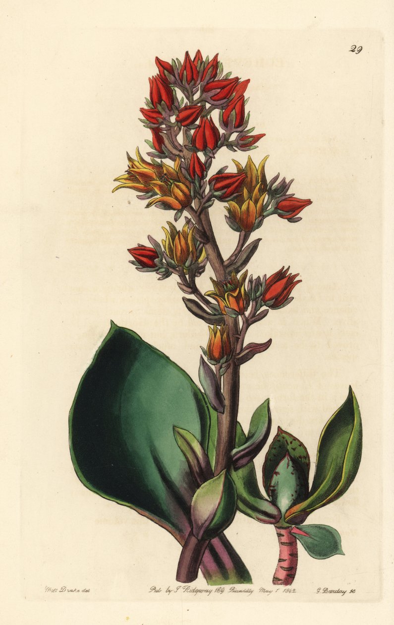 Echeveria változata (Amerika zamatos növénye) - Éles levelű Echeveria, Echeveria acutifolia. George Barclay kézzel készített rézmetszete Miss Sarah Drake illusztrációja után az Edwards