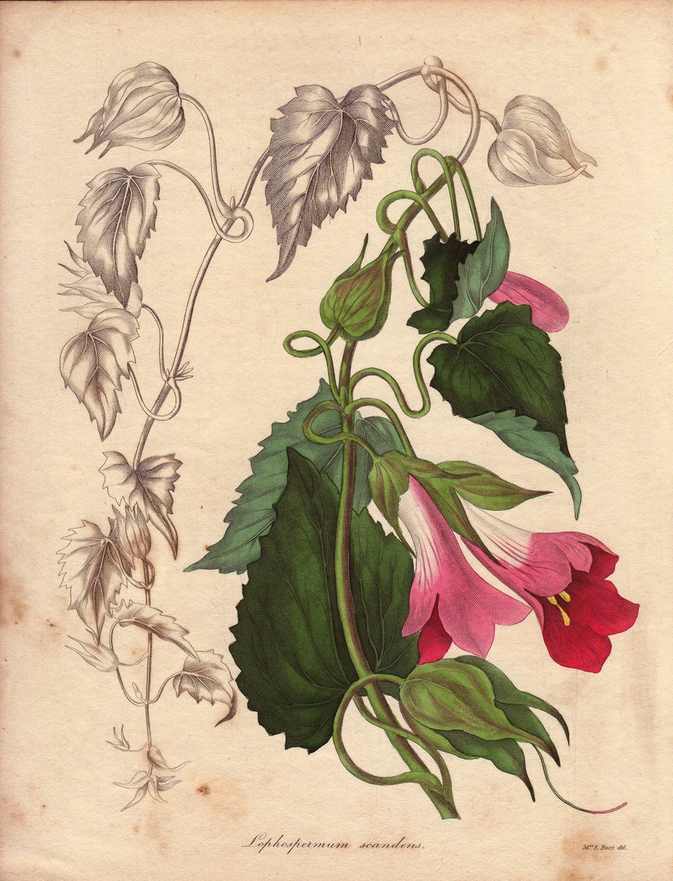 A Lophospermum (L.Scandens) változata, rózsaszín és lila virágokkal kúszó. Bates úr által felfedezett faj, Mexikó bokraiban igen elterjedt. Ezt a növényt Charles Tayleure gyűjteményében termesztették, és jelen volt a lívi botanikus kertben. alkotó: Unbekannter Künstler