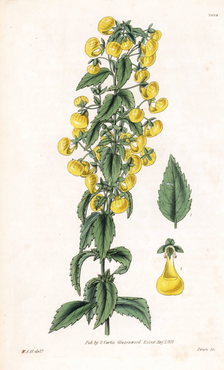 A calceolaria vagy kis papucs vagy női erszény változata - keskeny levelű papucsfű, Calceolaria angustiflora. Kézzel színezett rézmetszet Swan által William Jackson Hooker illusztrációja után, Samuel Curtis "Botanical Magazine" című londoni kiadványából. alkotó: Unbekannter Künstler