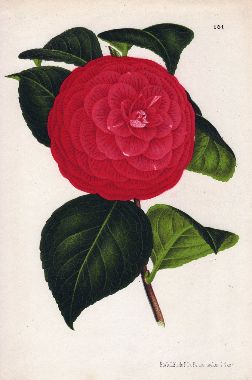 A hibrid kaméliák Marchesa Davia (Camellia japonica, Thea japonica) nevű változata, vörös virágok bíborvörössel fátyolozottak. P. de Pannemaeker kromolitográfiája, 1880 körül jelent meg Gentben (Belgium), Jean Linden L